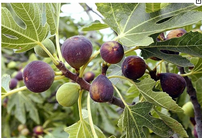 Fig Plant